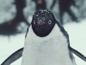 Monty-the-Penguin crop